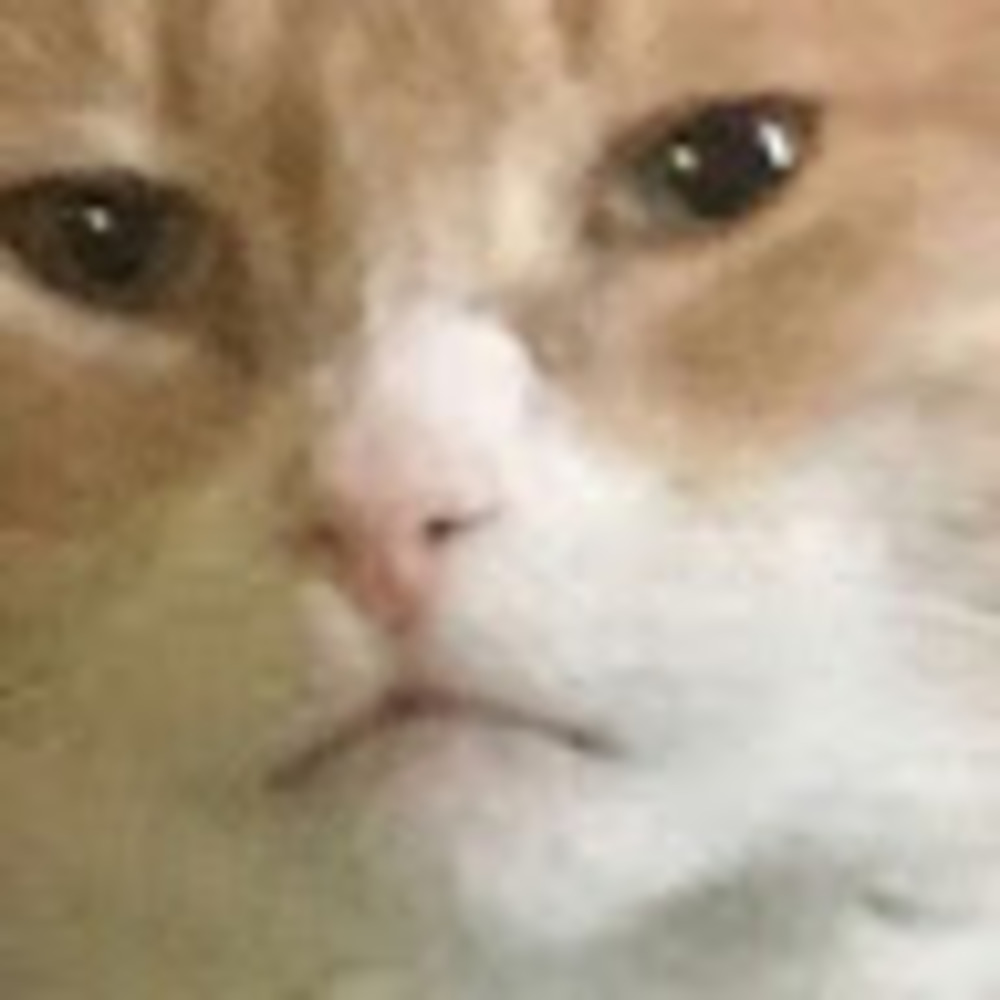 Meet your Posher, Moose